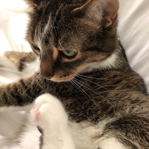 💖Come visit my Mama & Shop the Kitty-Korner!💖 - Picture 1 of 17